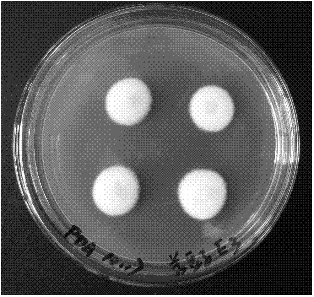 Sophora alopecuroides L endophytic fungus capable of synthesizing matrine, application of fungus, and application of fungus fermentation broth