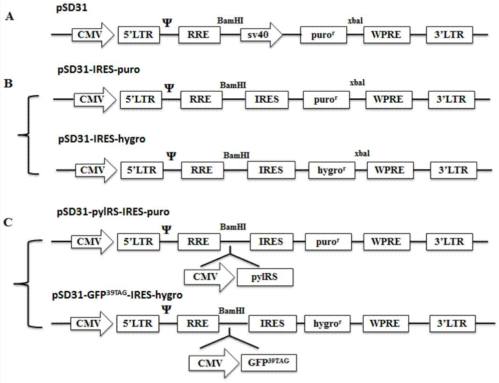 Building of stable cell line carrying orthogonal tRNA/arginyl tRNA synthetase