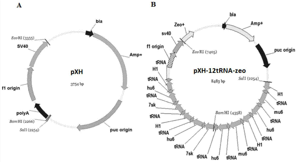 Building of stable cell line carrying orthogonal tRNA/arginyl tRNA synthetase