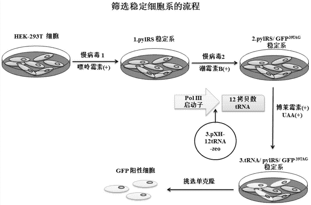 Building of stable cell line carrying orthogonal tRNA/arginyl tRNA synthetase