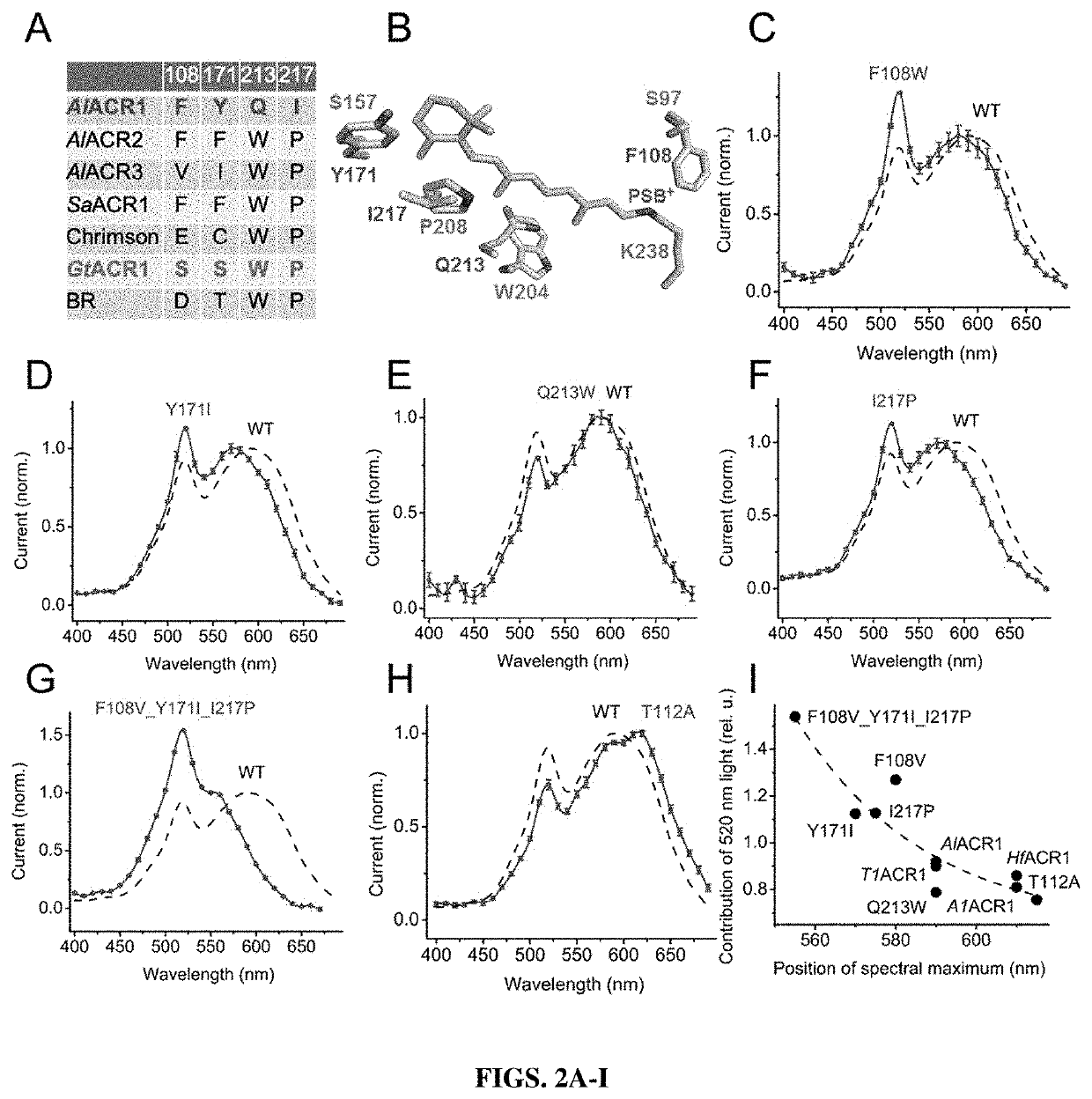 Compositions and methods for use of red-shifted anion channel rhodopsins