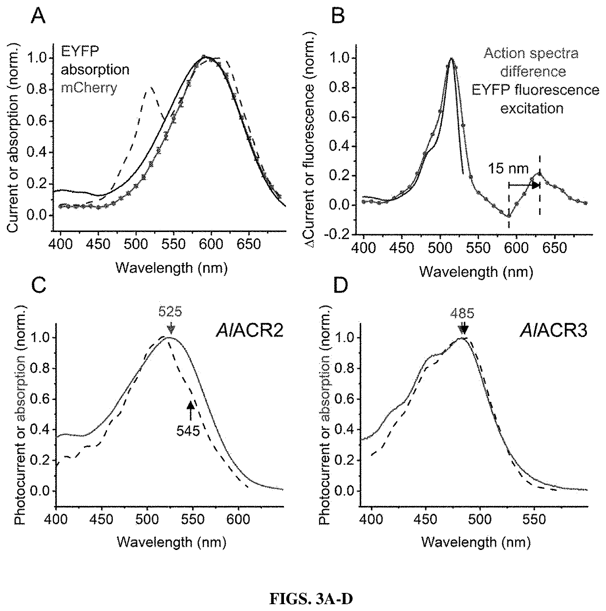 Compositions and methods for use of red-shifted anion channel rhodopsins