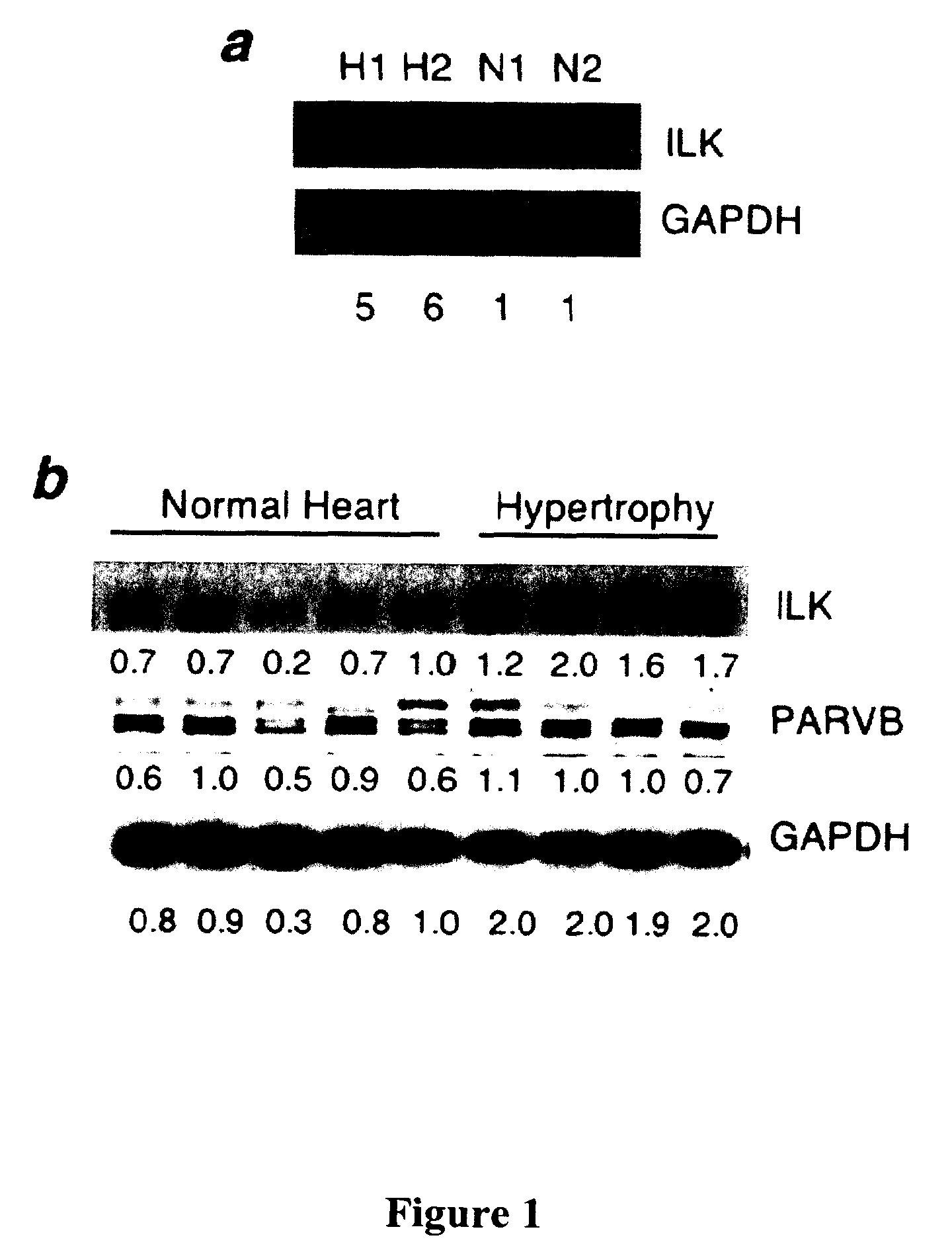 Modulation of the Integrin Linked Kinase Signaling Pathway to Promote Cardiac Cell Proliferation and Self-Renewal