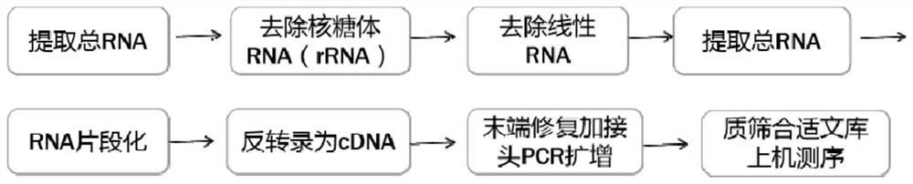 SLE-related circular RNA hsa_circ_0025843 and application thereof