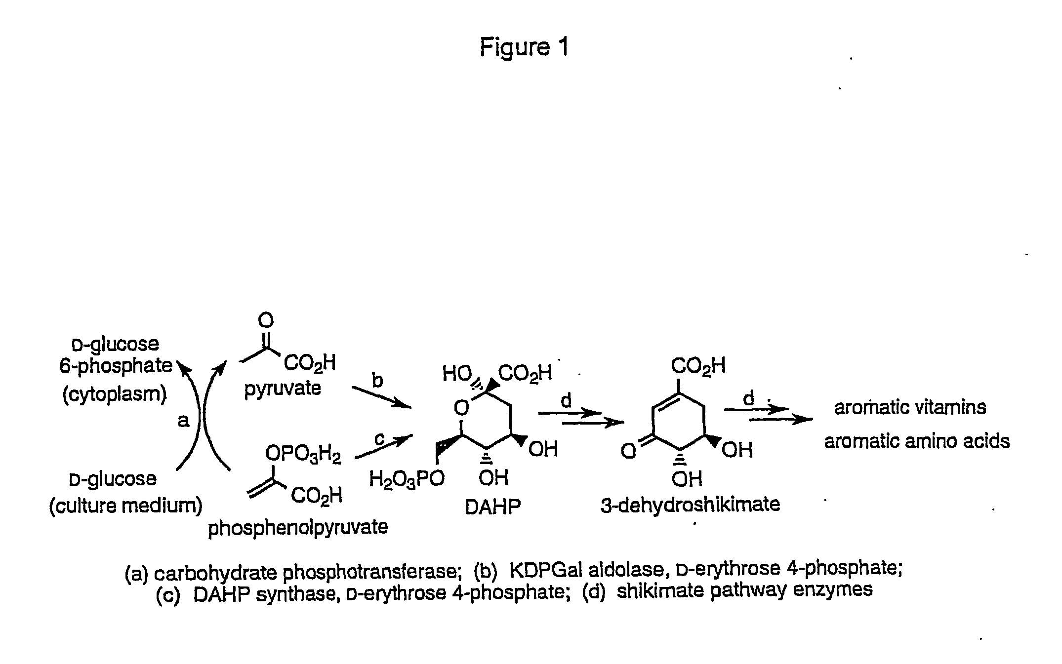 Methods and materials for the production of shikimic acid