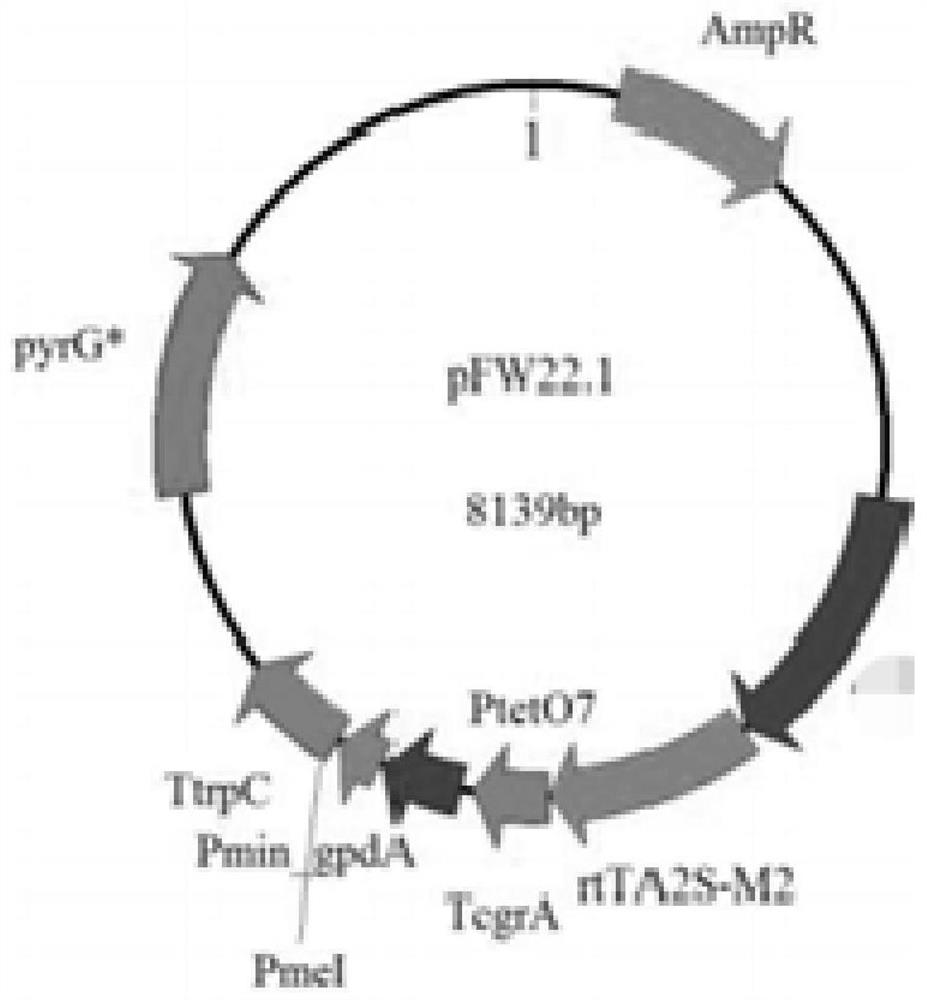 Method for improving production capacity of Aspergillus niger saccharifying enzyme and recombinant Aspergillus niger strain