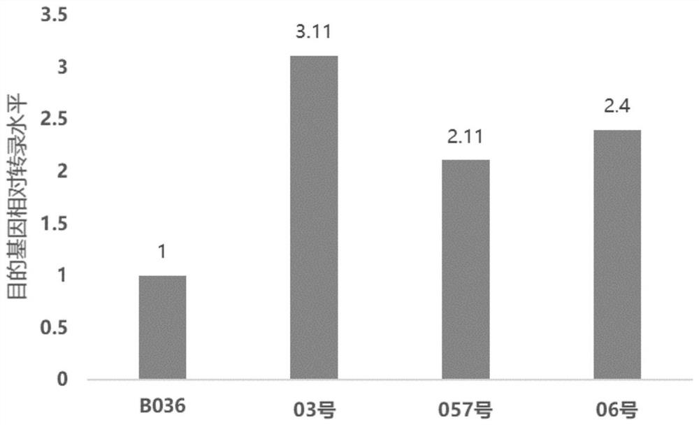 Method for improving production capacity of Aspergillus niger saccharifying enzyme and recombinant Aspergillus niger strain