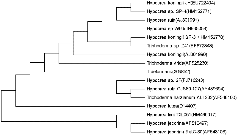 Hypocrea for producing mesophile ethanol-tolerant beta-glucosidase highly and application of hypocrea