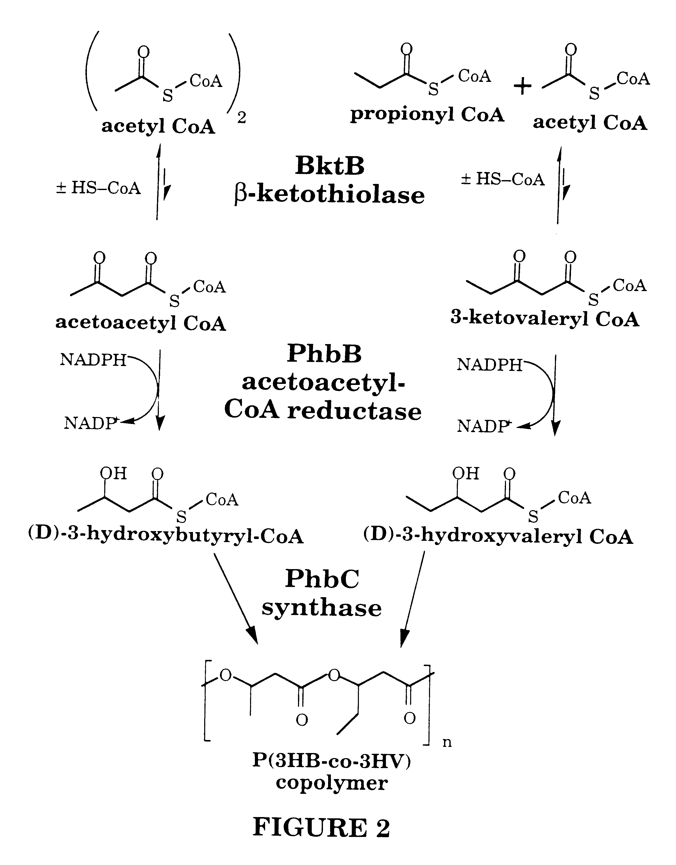Polyhydroxyalkanoates of narrow molecular weight distribution prepared in transgenic plants