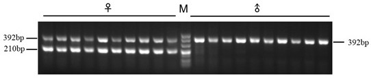 Female specific primer of Penaeus chinensis and application thereof