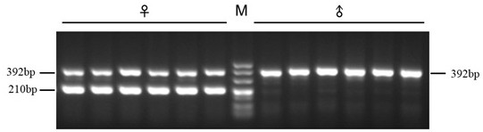 Female specific primer of Penaeus chinensis and application thereof