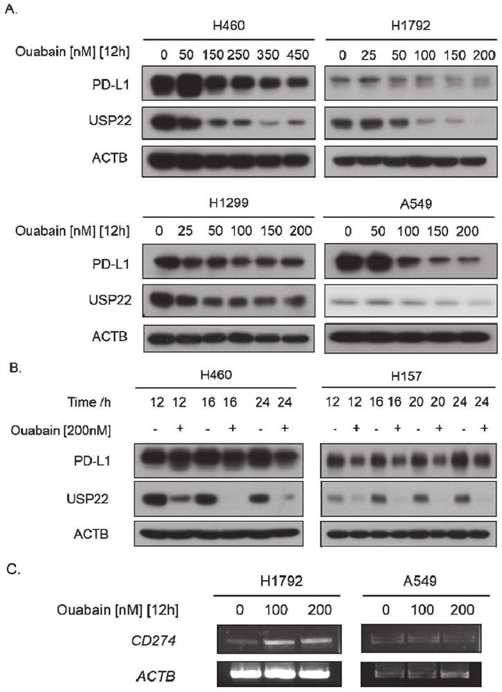 Application of ouabain to preparation of preparation for down-regulating PD-L1 level of tumor cells