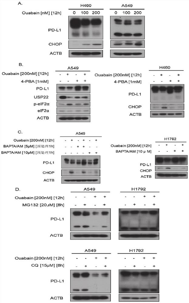 Application of ouabain to preparation of preparation for down-regulating PD-L1 level of tumor cells