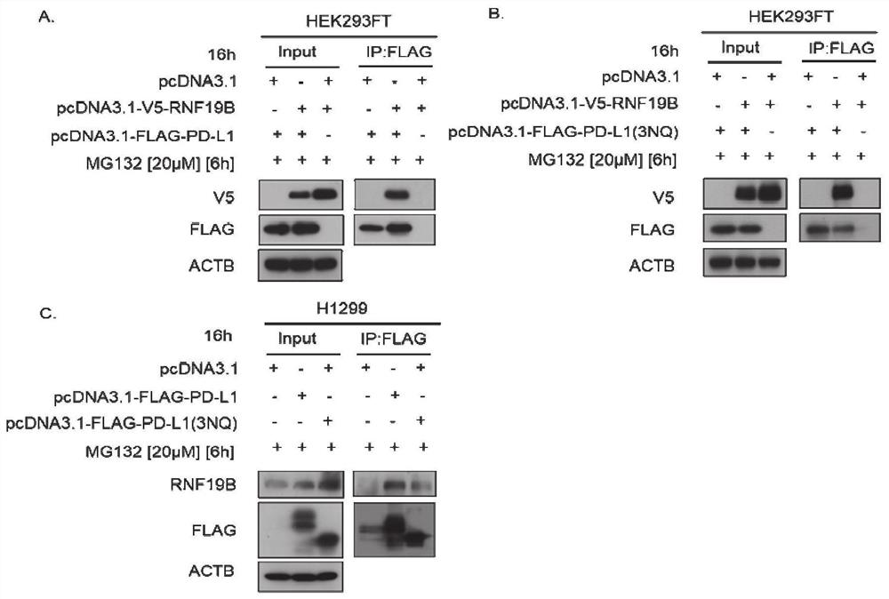 Application of ouabain to preparation of preparation for down-regulating PD-L1 level of tumor cells