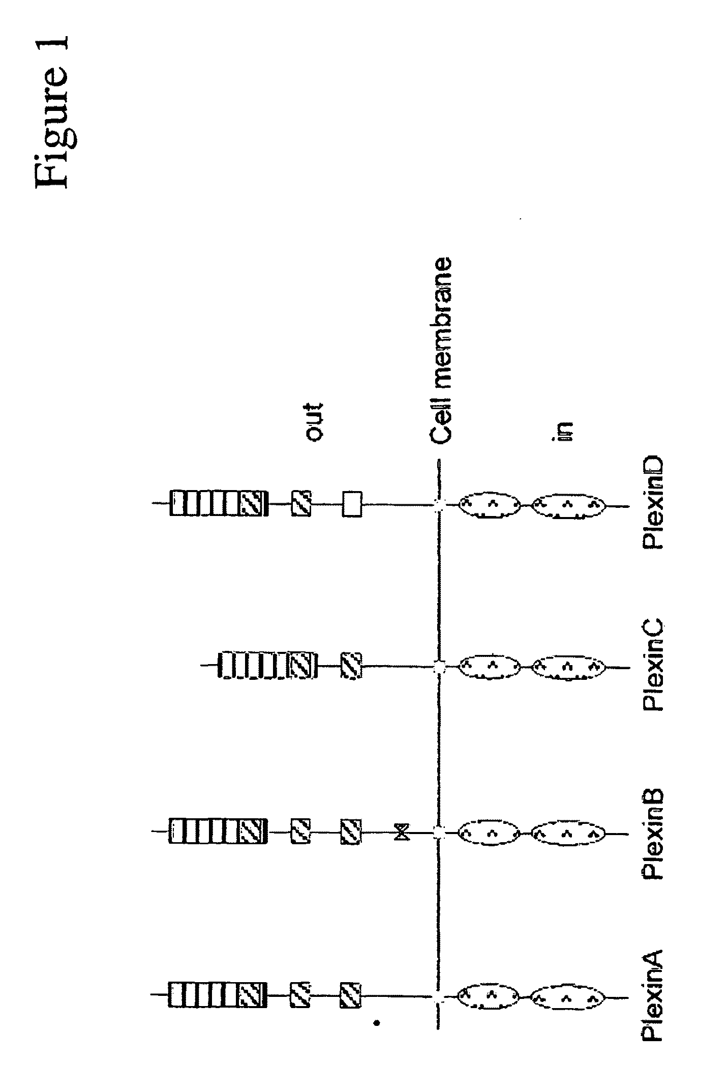 Plexin d1 as a target for tumor diagnosis and therapy