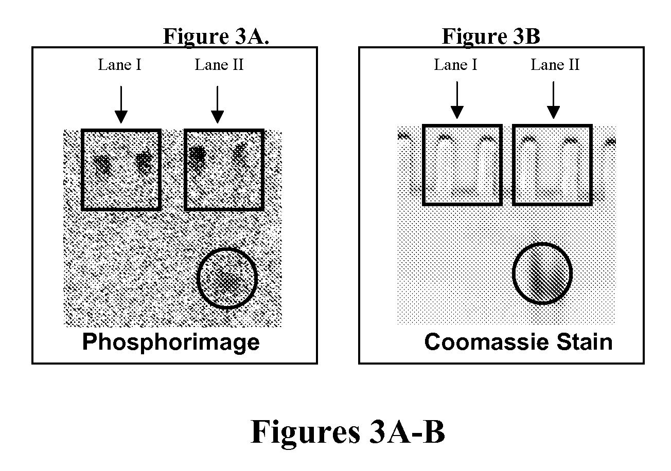 Inhibition of beta-amyloid peptide aggregation