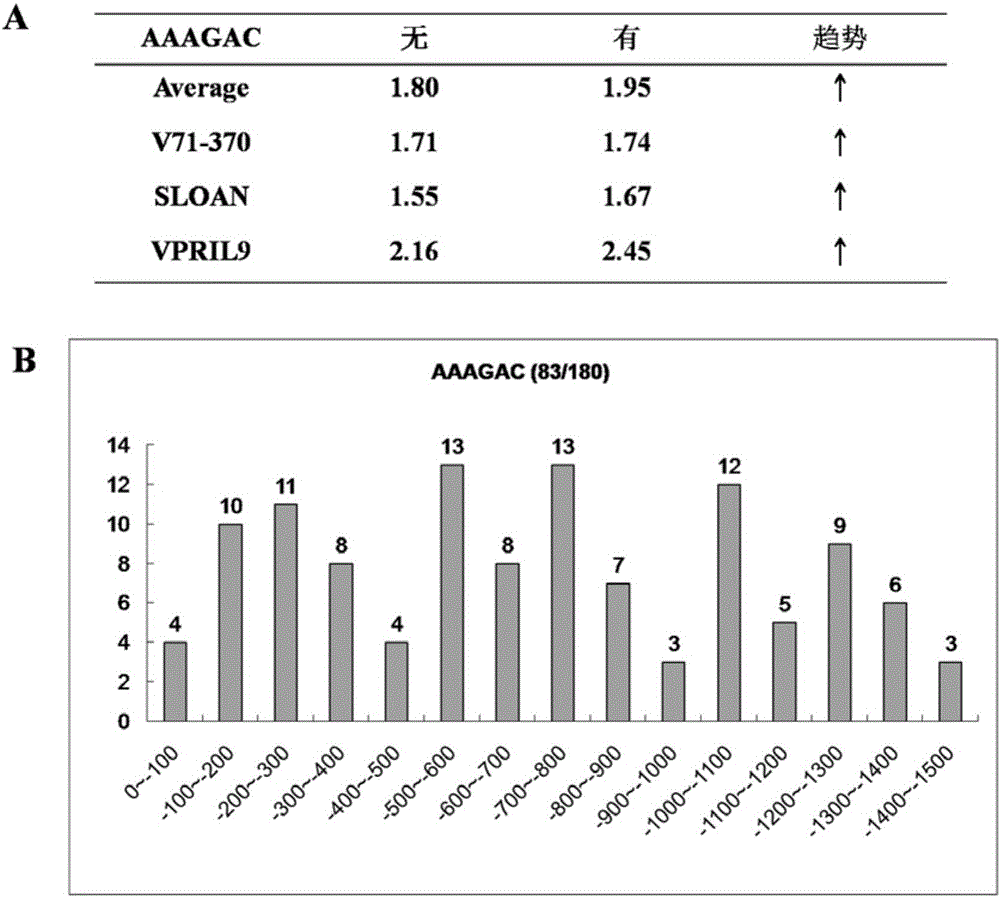 Phytophthora inducible artificially synthesized promoter PMP3, as well as recombinant expression vector and application thereof