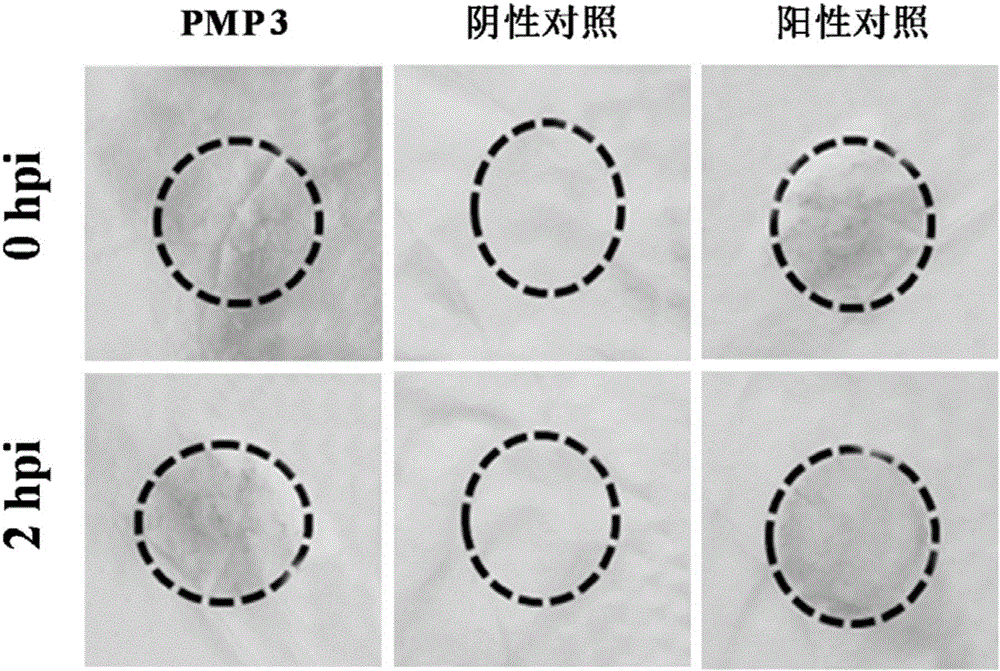 Phytophthora inducible artificially synthesized promoter PMP3, as well as recombinant expression vector and application thereof