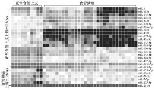 Marker for locally advanced esophageal squamous cell carcinoma prognosis and application of marker