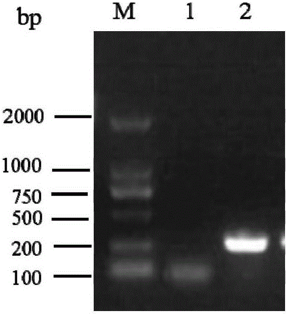 HPV16E7 monoclonal antibody and preparation method and application thereof