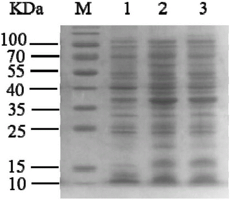 HPV16E7 monoclonal antibody and preparation method and application thereof