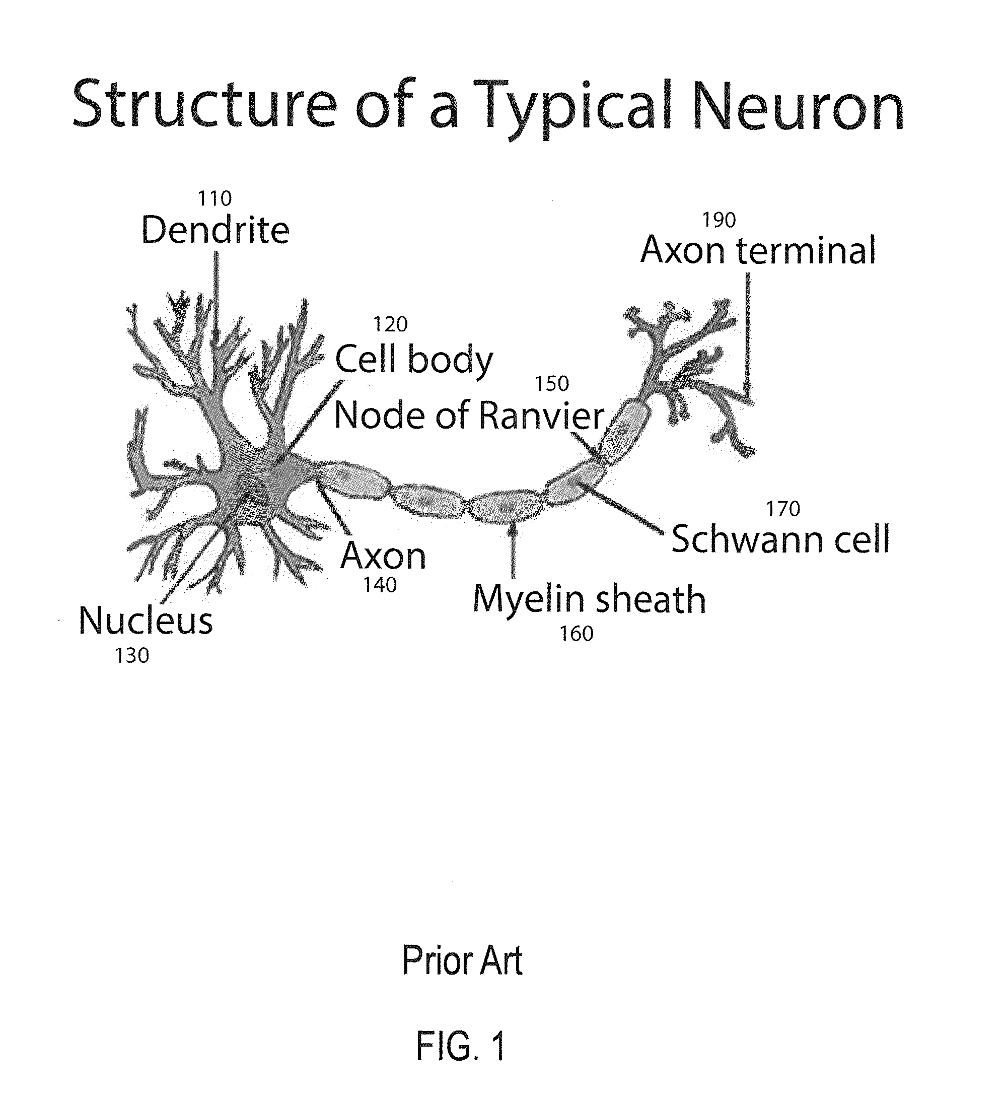 Method and apparatus for constructing a neuroscience-inspired artificial neural network