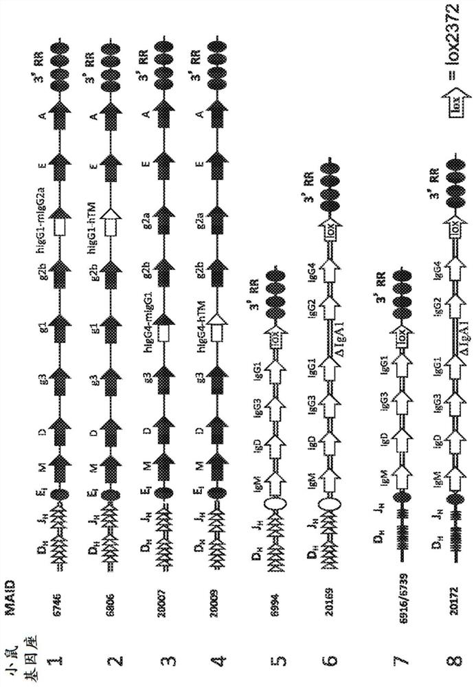 Humanized rodents for testing therapeutic agents