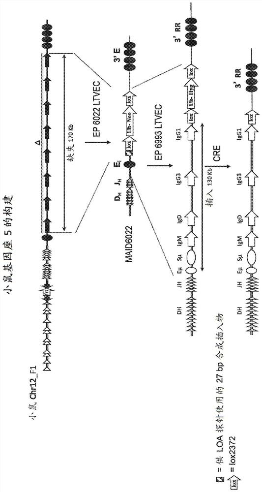 Humanized rodents for testing therapeutic agents