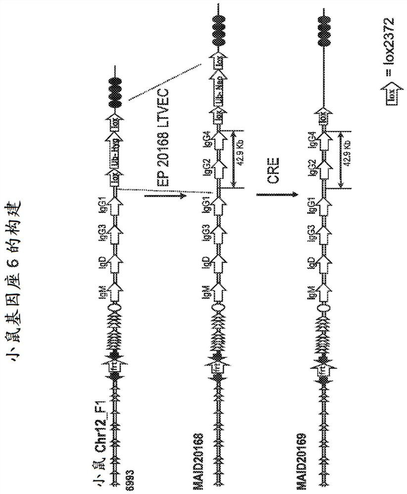 Humanized rodents for testing therapeutic agents