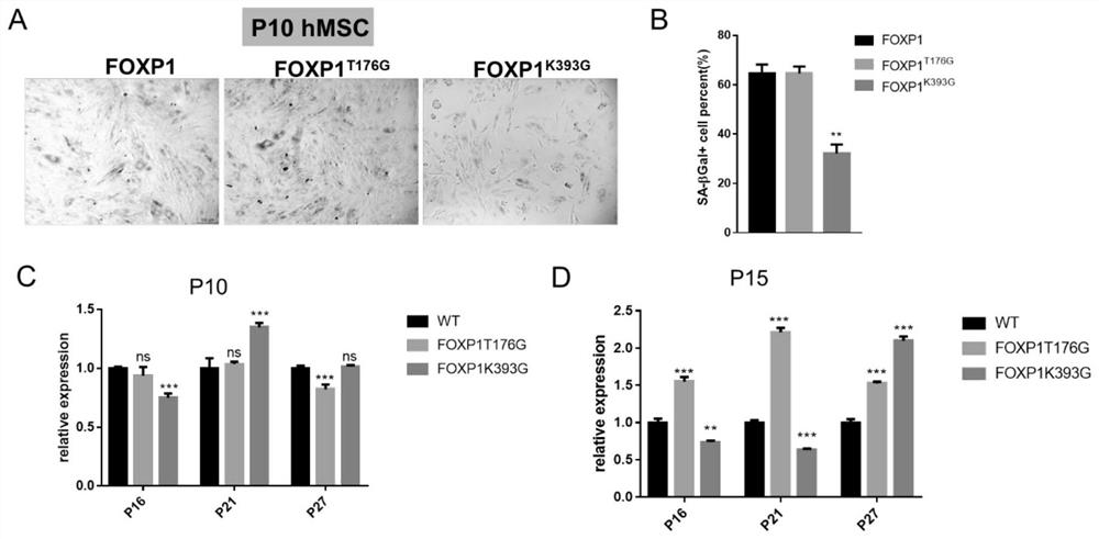 Method for delaying senescence of mesenchymal stem cells through FOXP1 gene editing and mutation