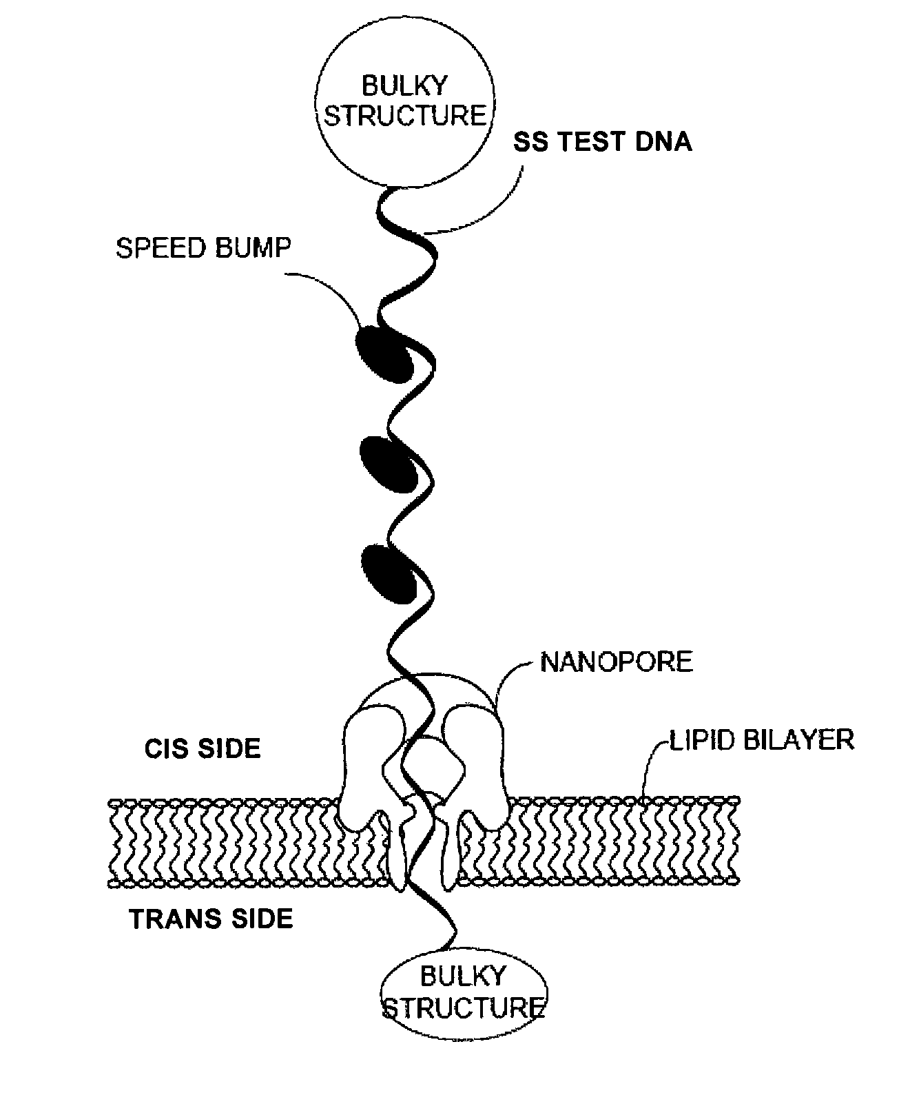 Nanopore-based single DNA molecule characterization, identification and isolation using speed bumps