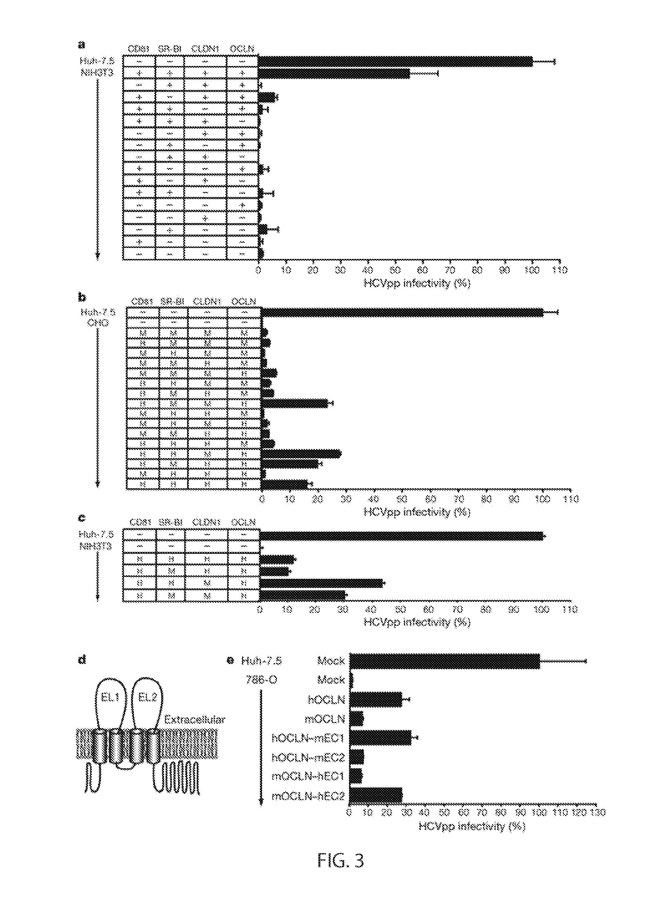 Hcv entry factor, occludin