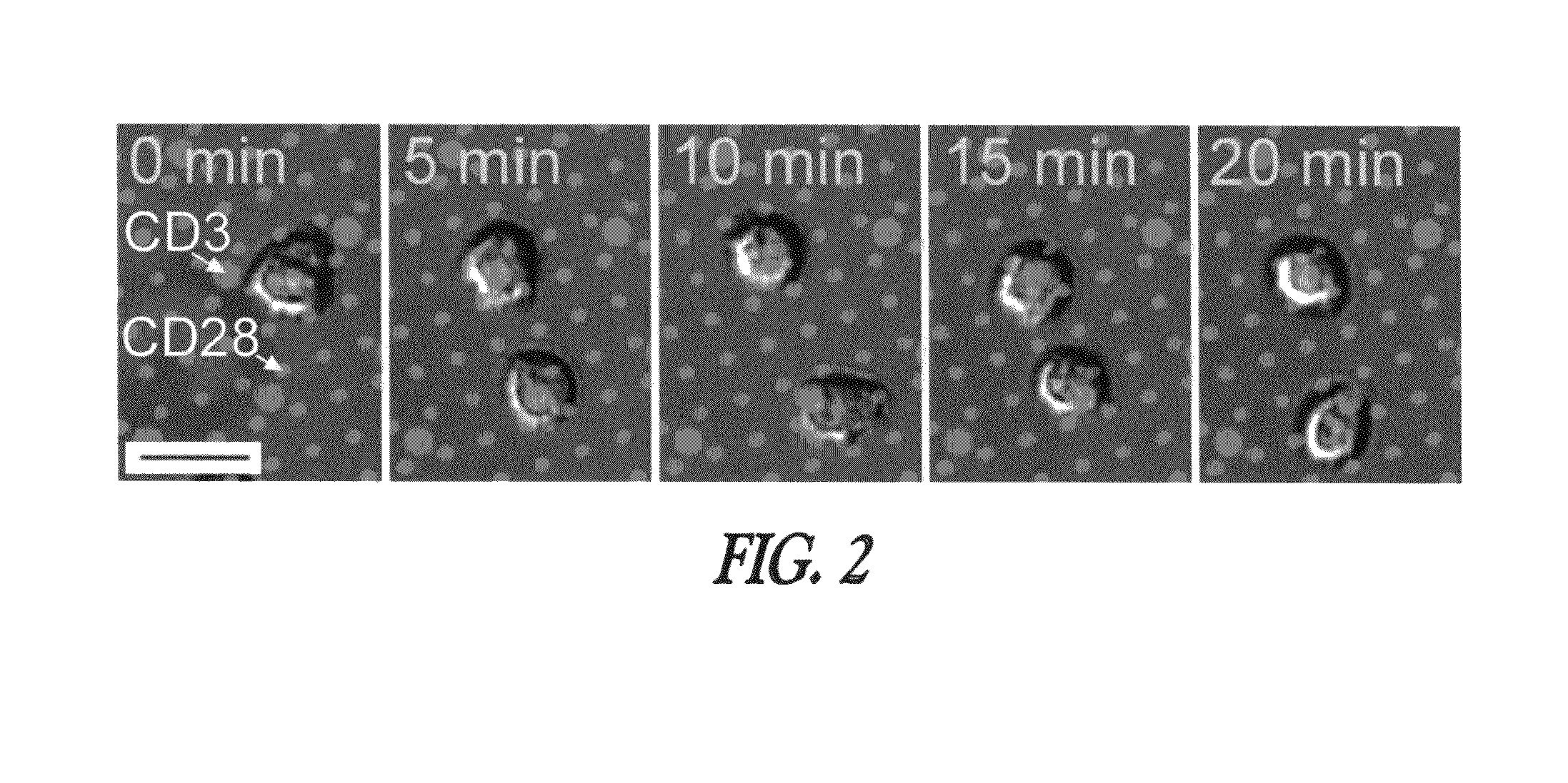 Micropatterned T cell stimulation