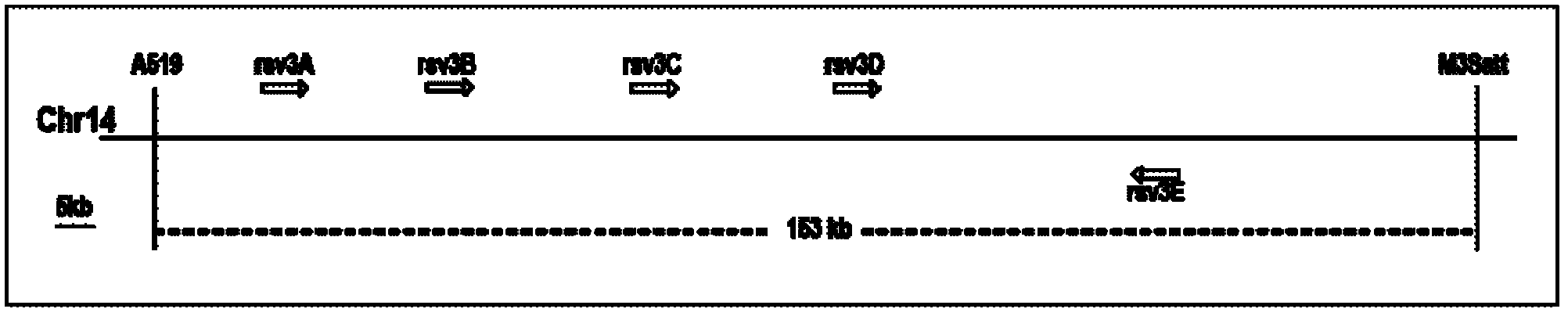 Anti-soybean mosaic virus (SMV) protein in soybean and coding gene Rsv3C and application thereof