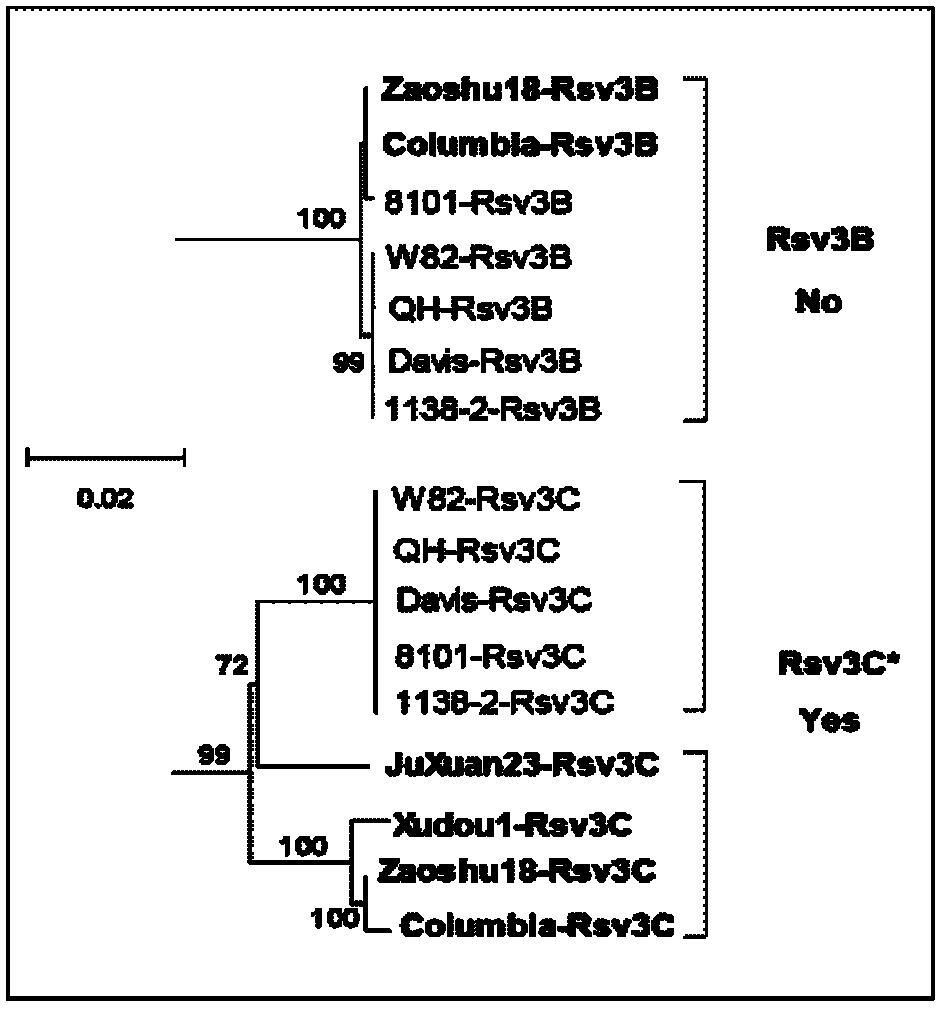 Anti-soybean mosaic virus (SMV) protein in soybean and coding gene Rsv3C and application thereof