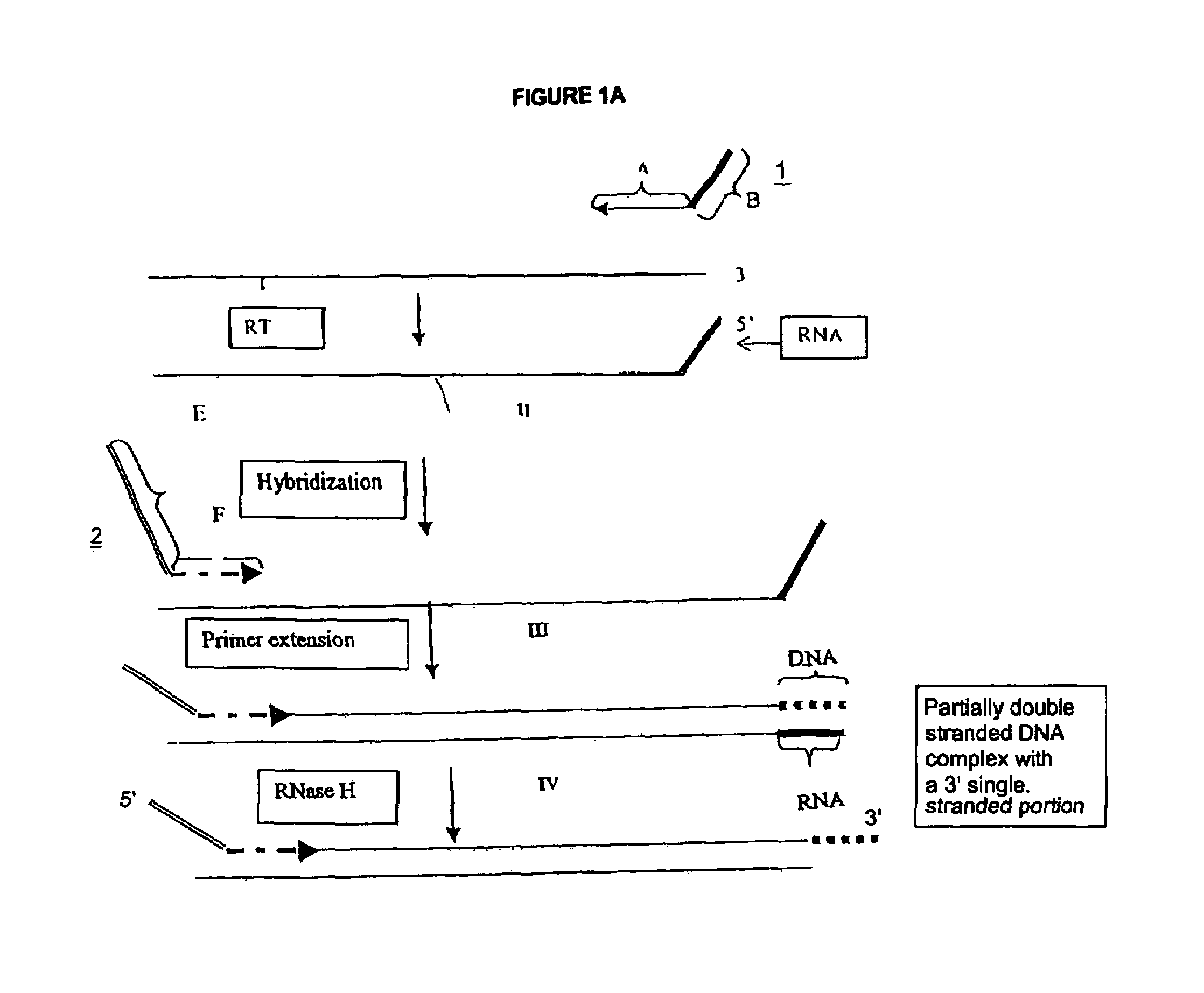 Methods for generating double stranded DNA comprising a 3' single stranded portion and uses of these complexes for recombination