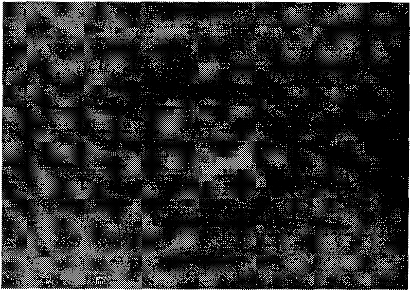 Magnesium-based brazing filler metal alloy and preparation method thereof