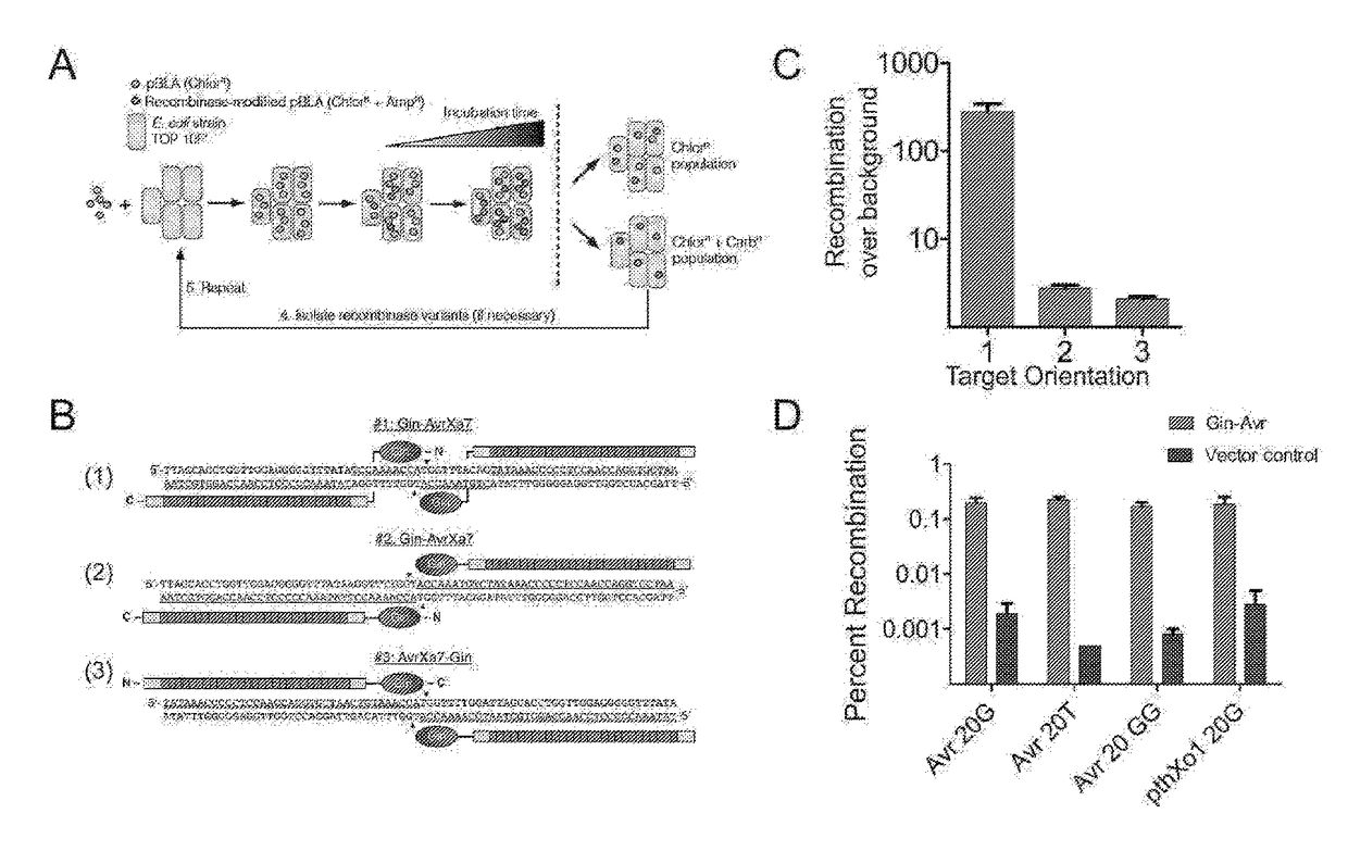 Chimeric polypeptides having targeted binding specificity