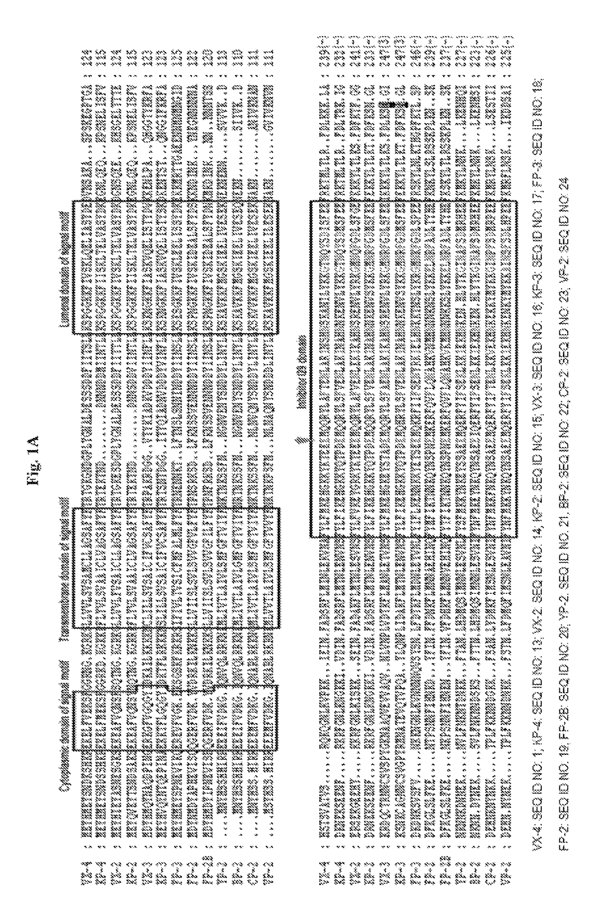 Use of a cysteine protease of plasmodium vivax