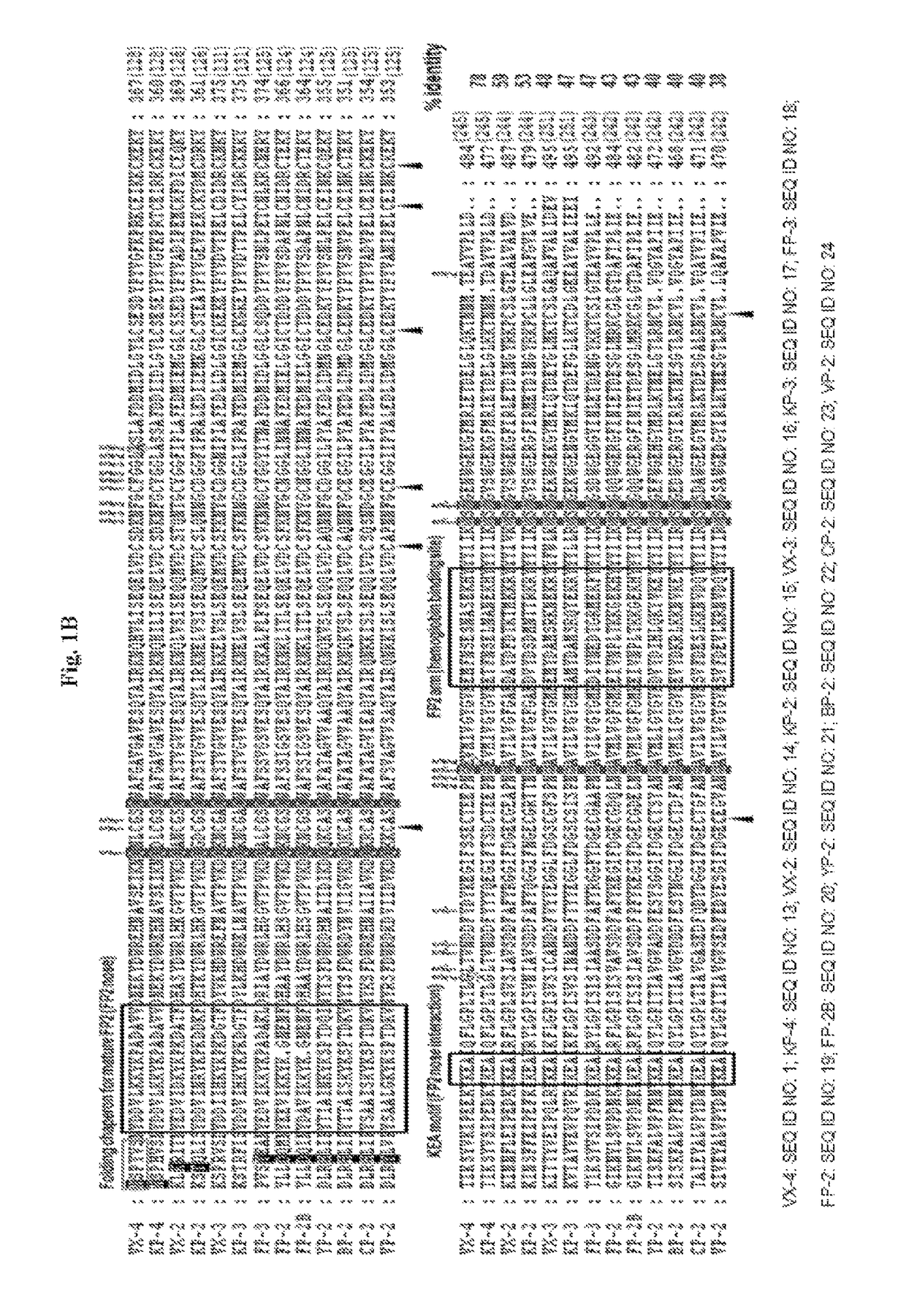 Use of a cysteine protease of plasmodium vivax