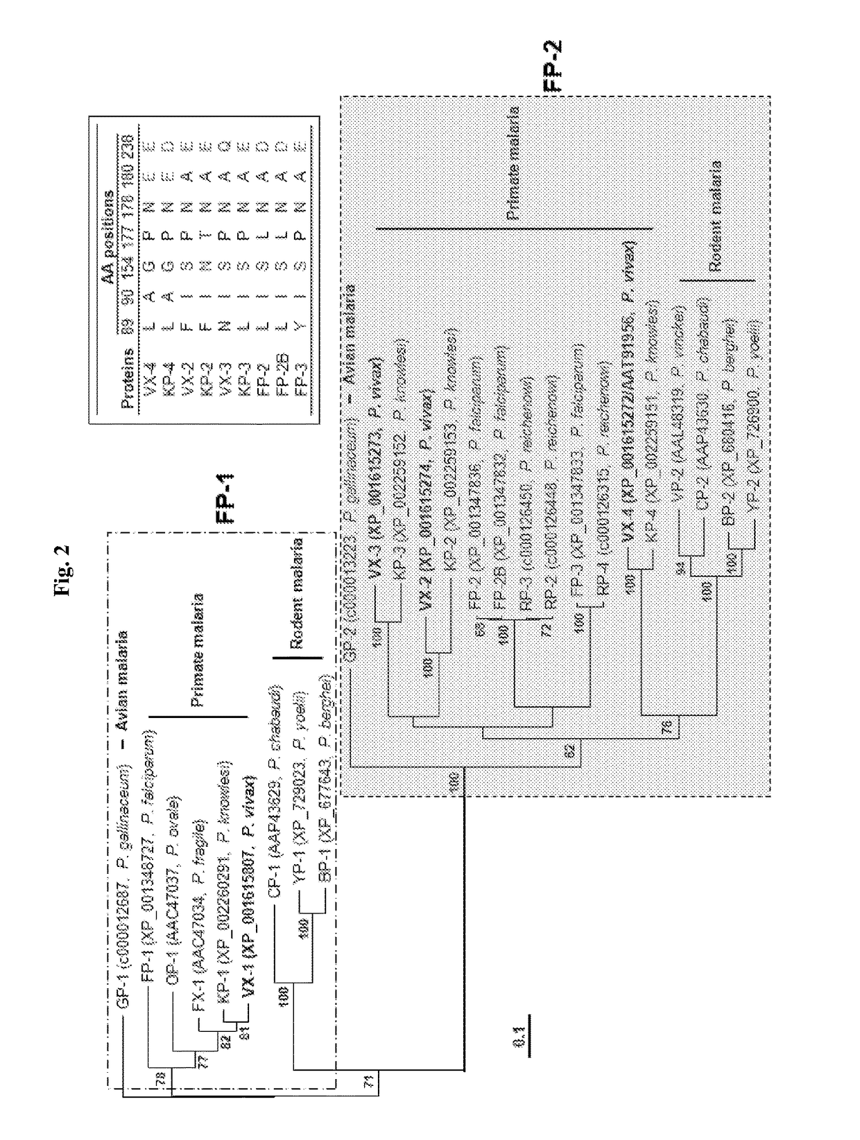 Use of a cysteine protease of plasmodium vivax