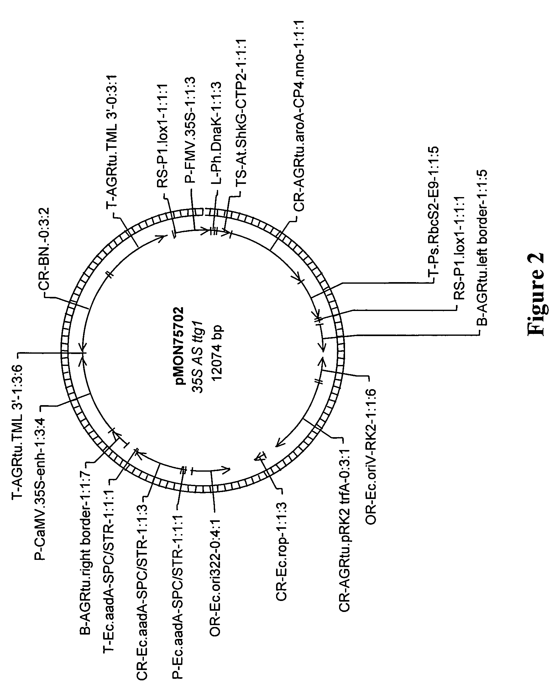 Production of increased oil and protein in plants by the disruption of the phenylpropanoid pathway