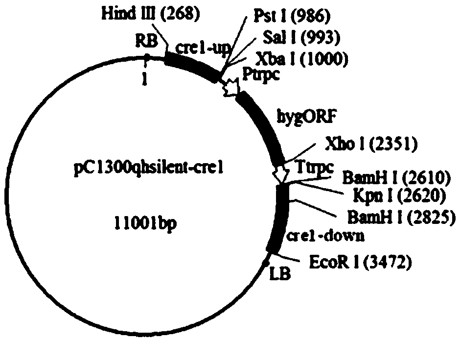 Application of improved ATMT (Agrobacterium Tumefaciens-Mediated Transformation) to construction of trichoderma atroviride T23 deltaCrel