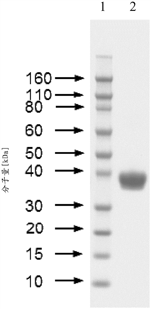 cmp-dependent sialidase activity