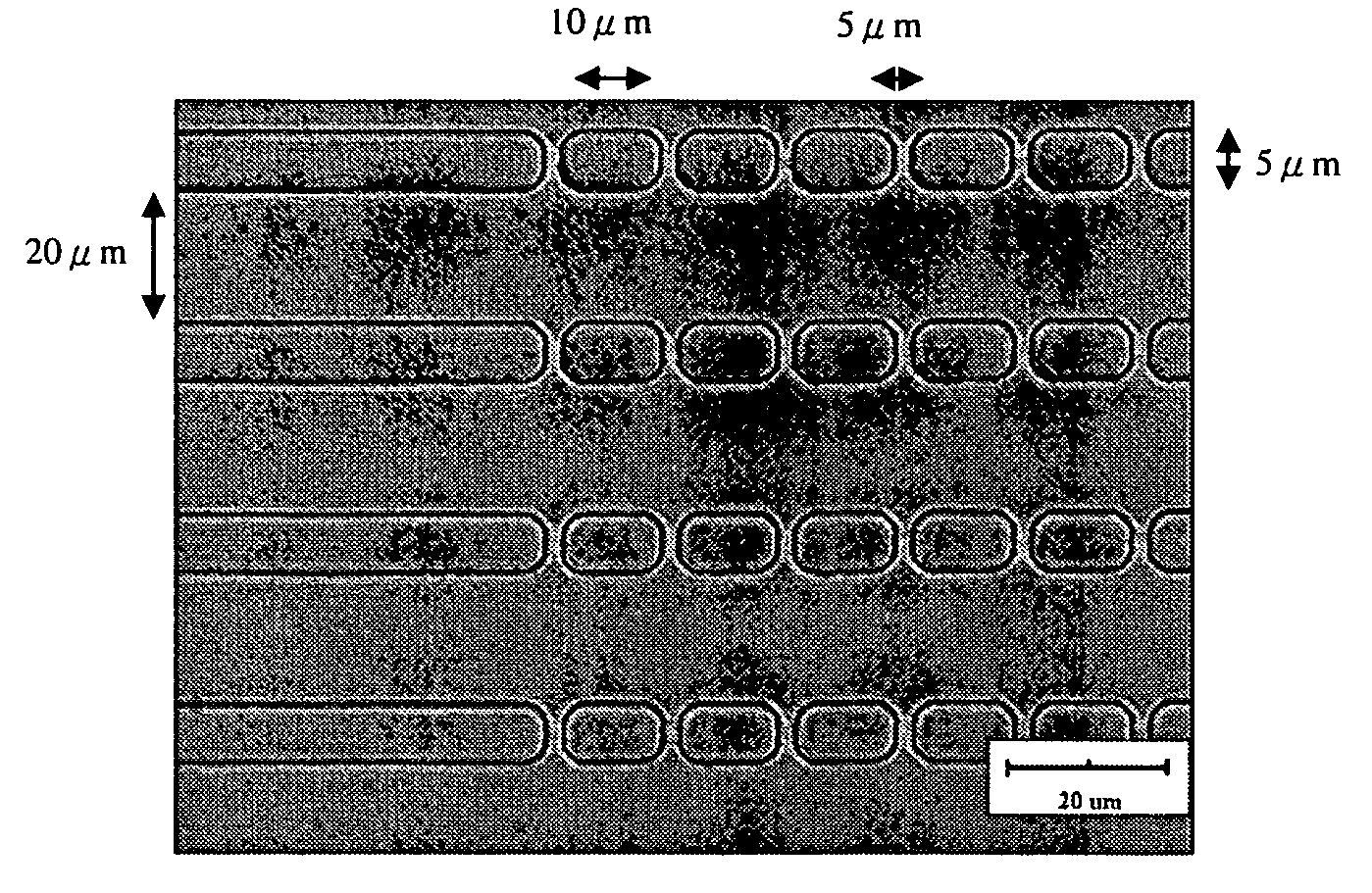 Device for axon and neurite growth and method for producing the same