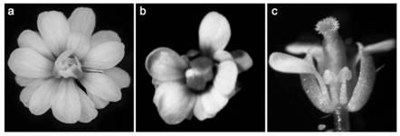 EjAG gene of loquat, protein encoded by EjAG gene and application