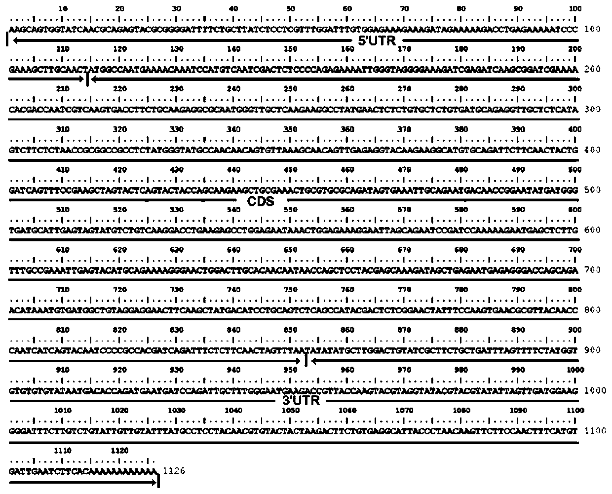 EjAG gene of loquat, protein encoded by EjAG gene and application