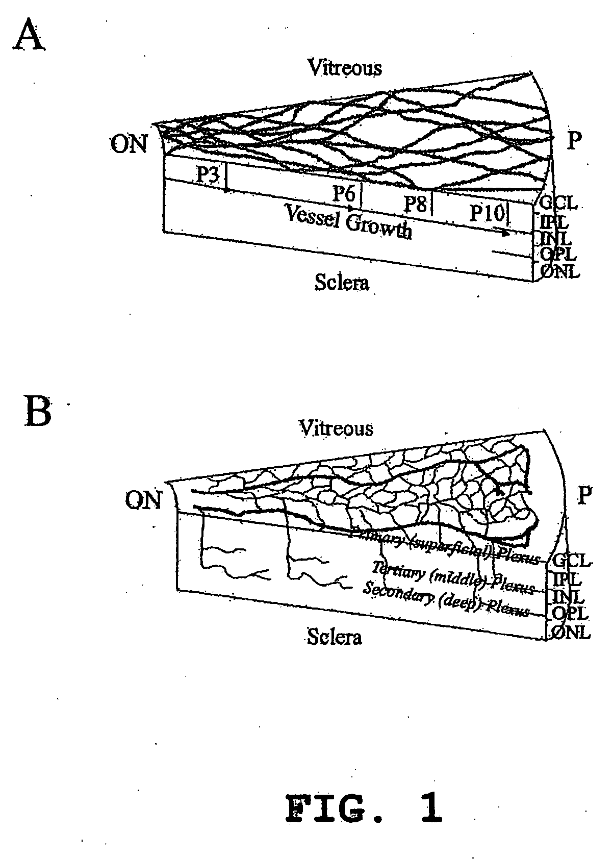 Isolated myeloid-like cell populations and methods of treatment therewith