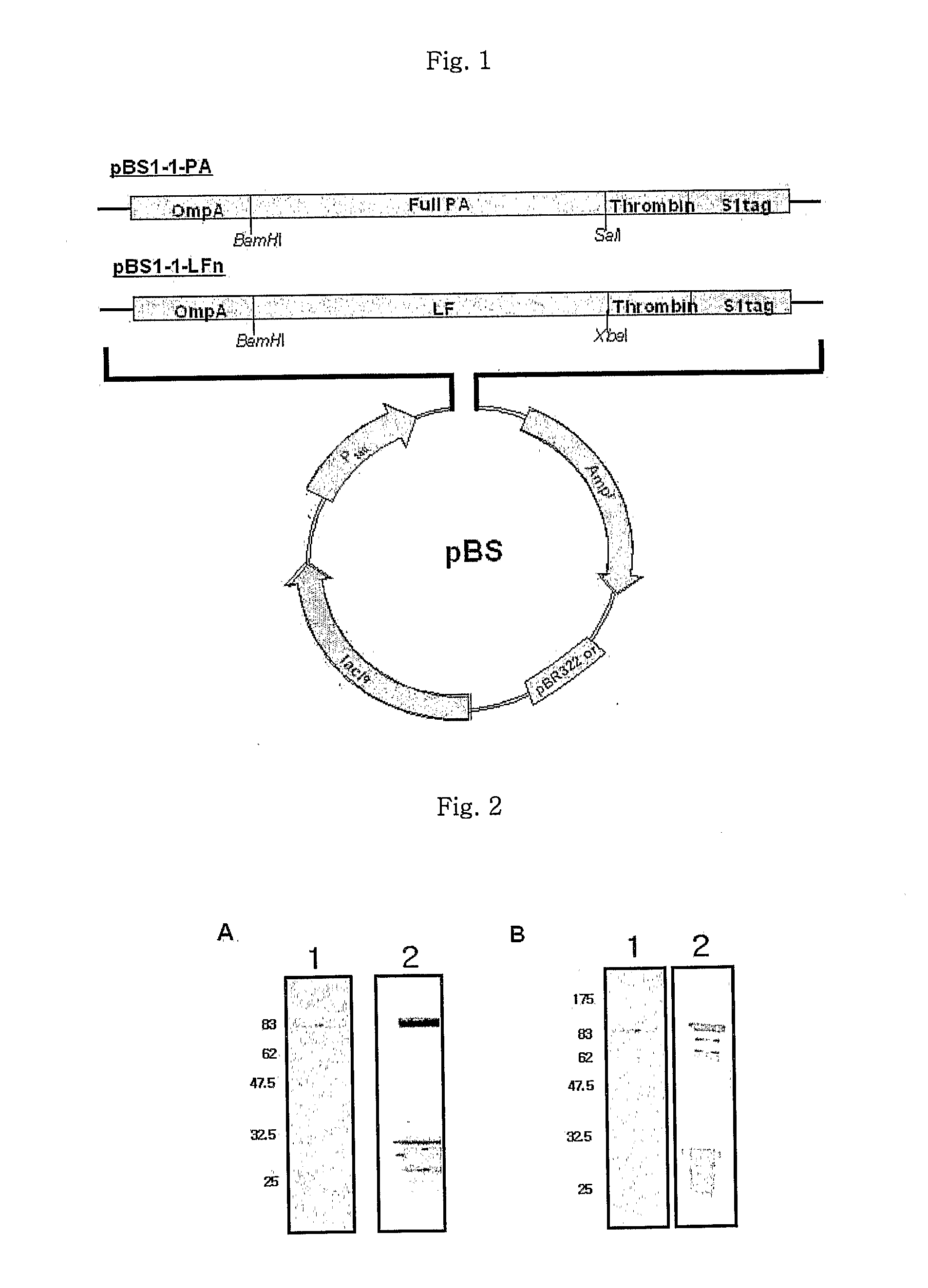 Monoclonal antibody specific to anthrax toxin