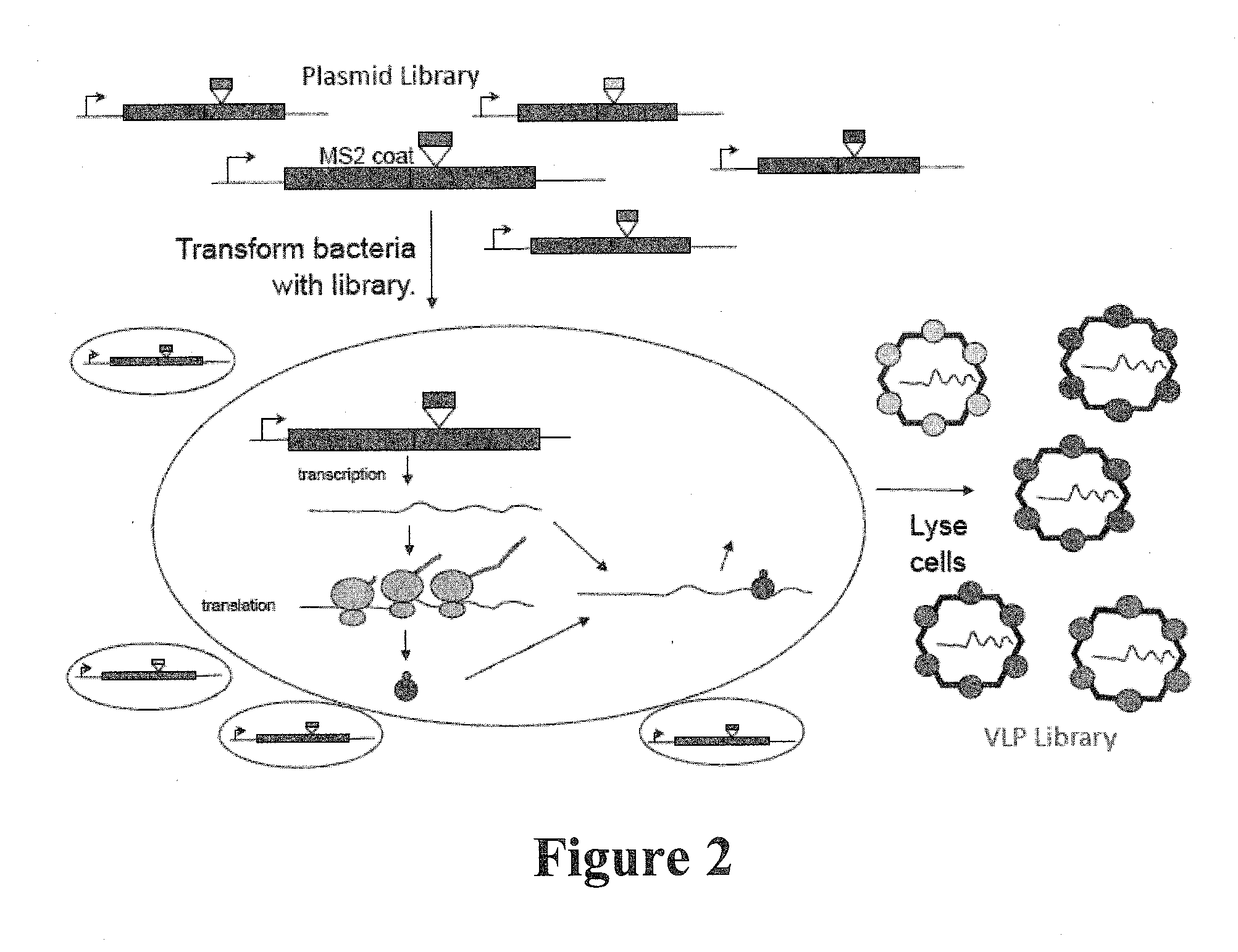 Plasmids and methods for peptide display and affinity-selection on virus-like particles of RNA bacteriophages